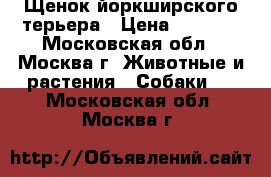 Щенок йоркширского терьера › Цена ­ 9 000 - Московская обл., Москва г. Животные и растения » Собаки   . Московская обл.,Москва г.